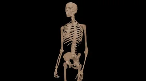 X-ray Skeleton seemless loop Stock Footage 8947122