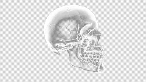 X-ray skull rotating - 3drender looped with alpha channel. Stock Footage 167538917