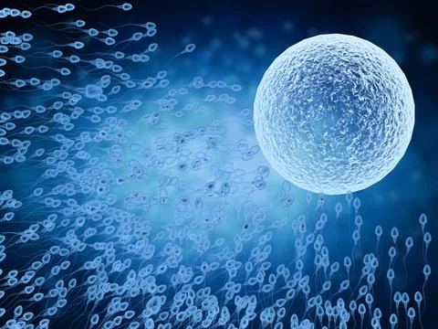X ray sperm with ovum Stock Photos