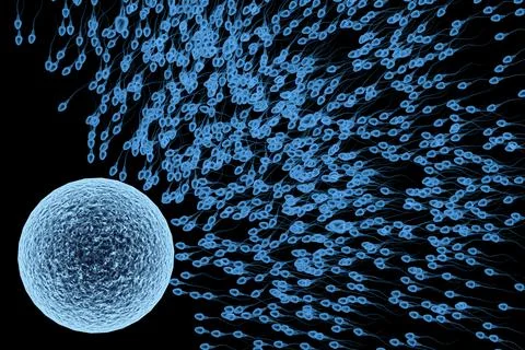 X ray sperm with ovum Stock Photos