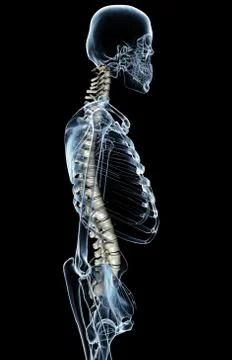 X-Ray Spinal Column Stock Illustration