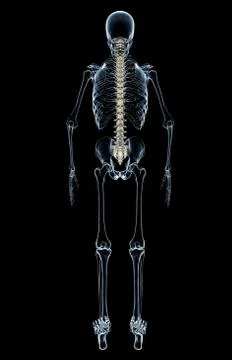 X-Ray Spinal Column Stock Illustration