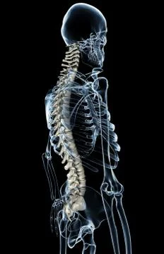 X-Ray Spinal Column Stock Illustration