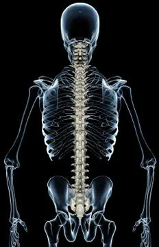 X-Ray Spinal Column Stock Illustration