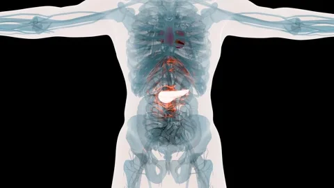 X-Ray Style View of the Human Body Highlighting the Pancreas Video stock 341734059