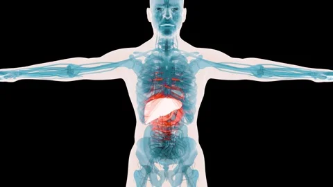 X-Ray Style View of the Human Body Highlighting the Liver, Digestive System Vídeo Stock 341734062