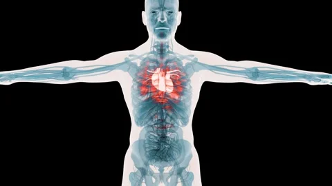 X-Ray Style View of the Human Body Highlighting the Beating Heart 库存影片 341734065