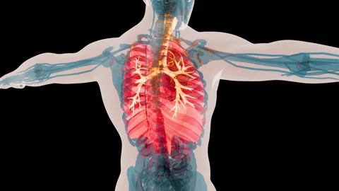 X-Ray Style View of the Human Body Highlighting the Lungs, Bronchi and Diaphragm 库存影片 342061310