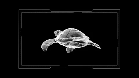 X-ray Turtle Image: Creative Display of Sea Turtle Skeleton in Black Backgrou 库存影片 343124635