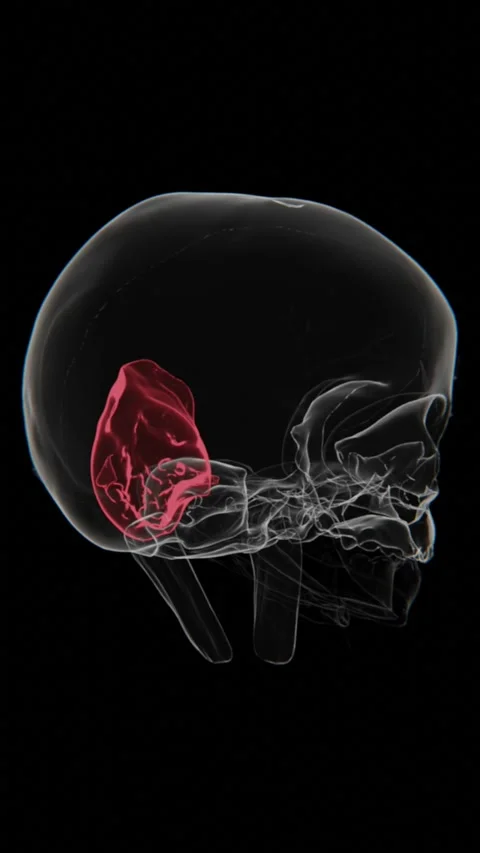 X-Ray video of Zygomatic Abscess in baby | Zygomatic Abscess Video in X-Ray | Stock Footage 322785711