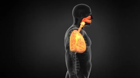 X-ray view Human Lung Respiratory System イラスト素材