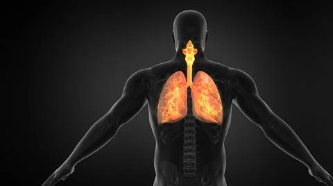 X-ray view Human Lung Respiratory System Illustration