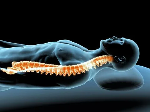 X-ray view of a man resting with view of spinal column Stock Illustration