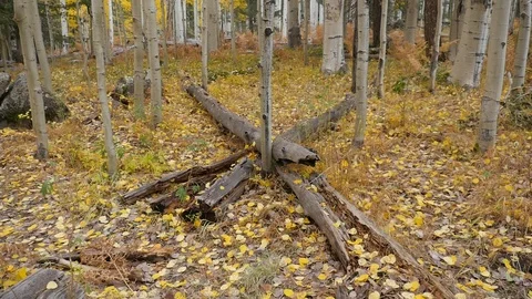 X Tree aspen Video stock 122724850