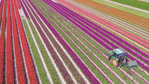 X5 03461 aerial Tulip bulb production Stock Footage 100386853