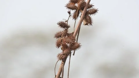 Xanthium strumarium. Stock Footage 327381316