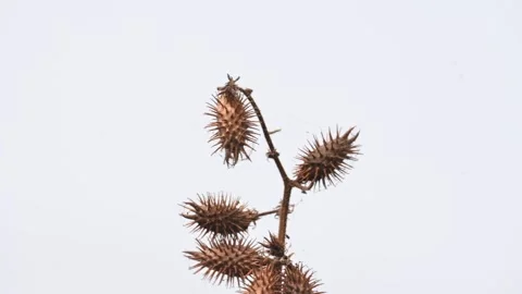 Xanthium strumarium. Видео 327381317