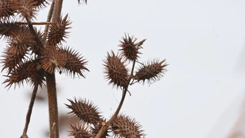 Xanthium strumarium. Vidéo 327381348