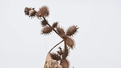 Xanthium strumarium. Видео 327381354