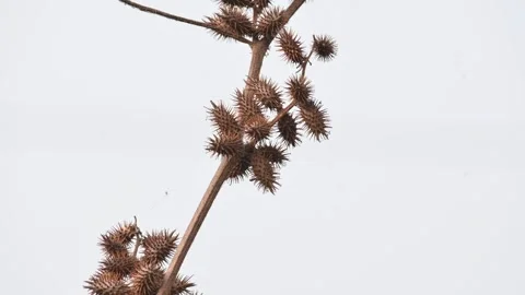 Xanthium strumarium. 库存影片 327381380