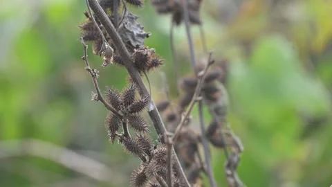 Xanthium strumarium. Видео 327381677