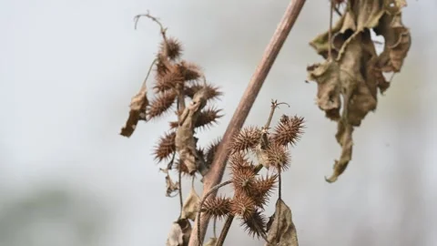 Xanthium strumarium. 库存影片 327381834
