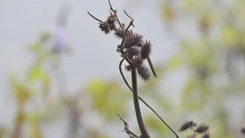 Xanthium strumarium. Видео 327382074