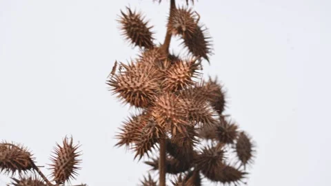 Xanthium strumarium. Stockbeeldmateriaal 327382097