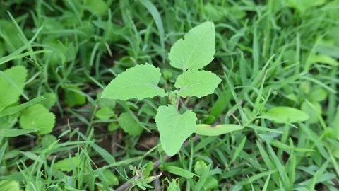 Xanthium strumarium plant. Stock Footage 281157483