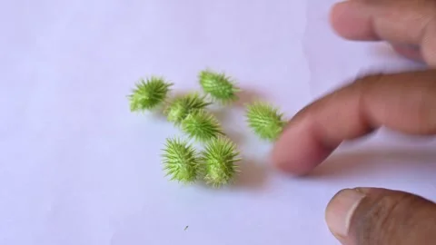 Xanthium strumarium on white background. Stock Footage 255208799