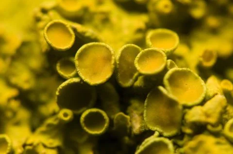 Xanthoria polycarpa Stock Photos