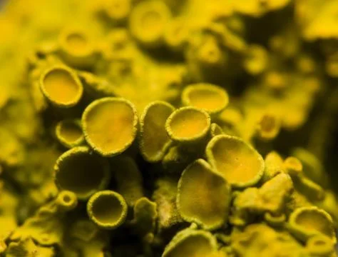Xanthoria polycarpa Stock Photos