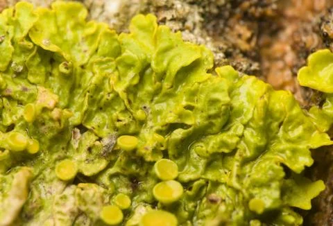 Xanthoria polycarpa Stock Photos