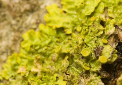 Xanthoria polycarpa Foto stock