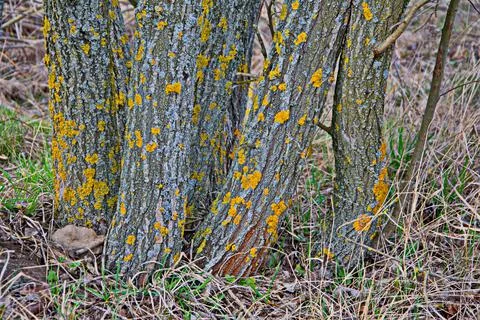Xanthoria wall on a tree trunk. Orange lichen on a tree. Stock Photos