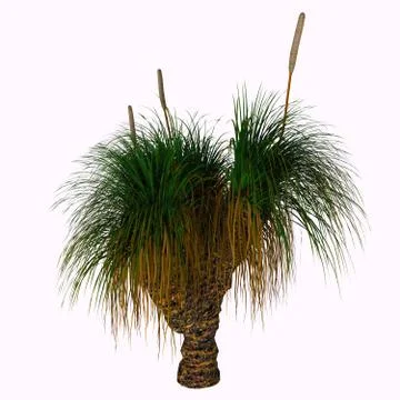 Xanthorrhoea australis Tree Stock Illustration