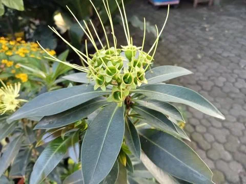 Xanthostemon blooms in pots Stock Photos