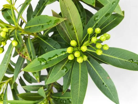 Xanthostemon is a genus of tree and shrub plants Stock Photos