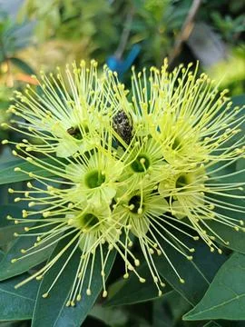 Xanthostemon is a genus of trees and shrubs. Stock Photos