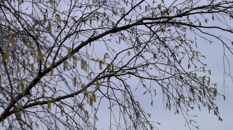 XBirch at spring time 1 Stock Footage 37638865