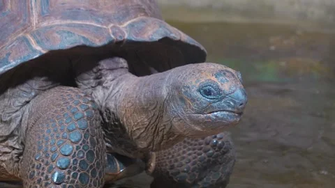 XClose up of a giant turtle head  Stock Footage 274571043
