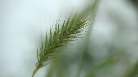 Xcloseup river grass Stock Footage 11839159