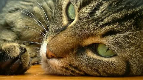 XCU of Cat flinching eye Stock Footage 12384283