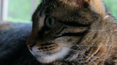 XCU of Cute Cat Stock Footage 10919885