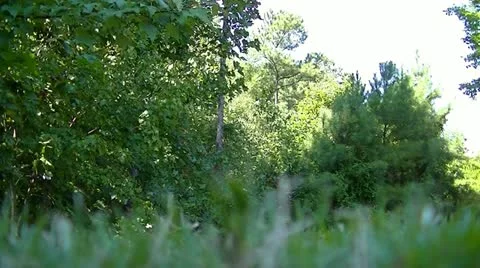 XCU Grass w/ Rackfocus Stock-Footage 12304133