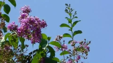 XCU of Swaying Tree (with sound) Stock Footage 12070538