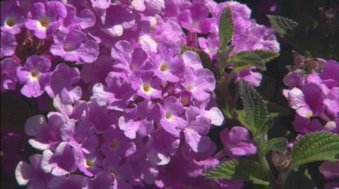 XCUStreptocarpusFlowers Stock Footage 447433