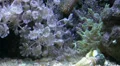 Xenia and green Bubble Tip Anemone in coral reef aquarium HD Footage