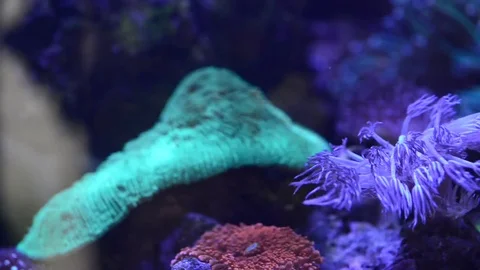 Xenia coral Stock Footage 82104934