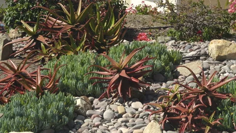 Xeriscape in front yard Vidéo 197492581
